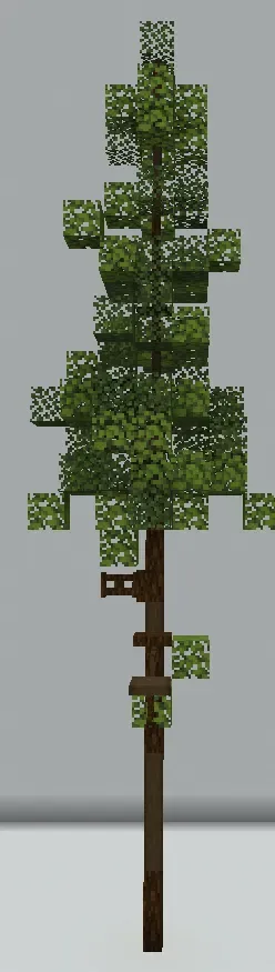 Small Spruce Tree